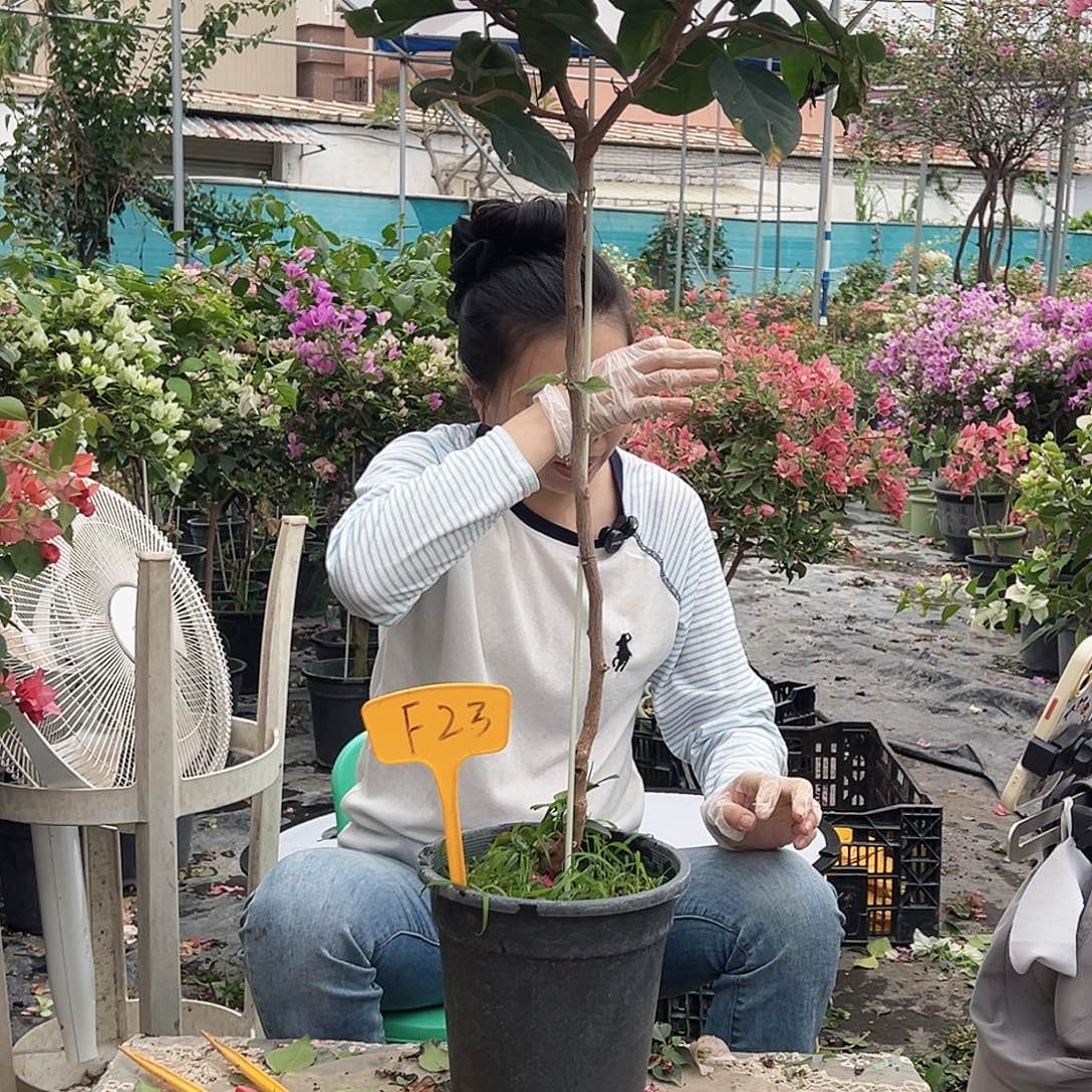 小***爱大部分花苞少量开放F23凤凰