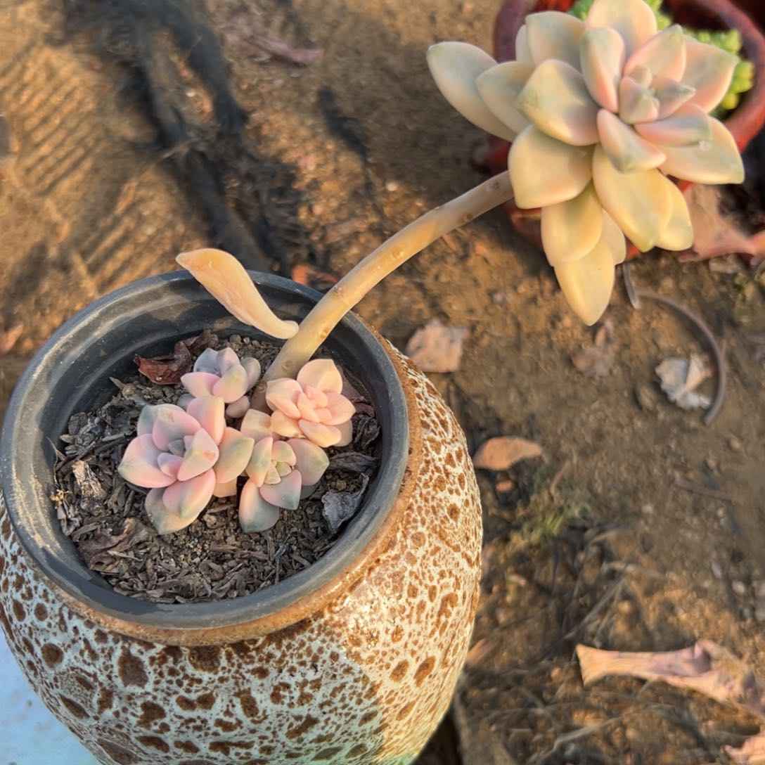 多肉植物美杏锦群