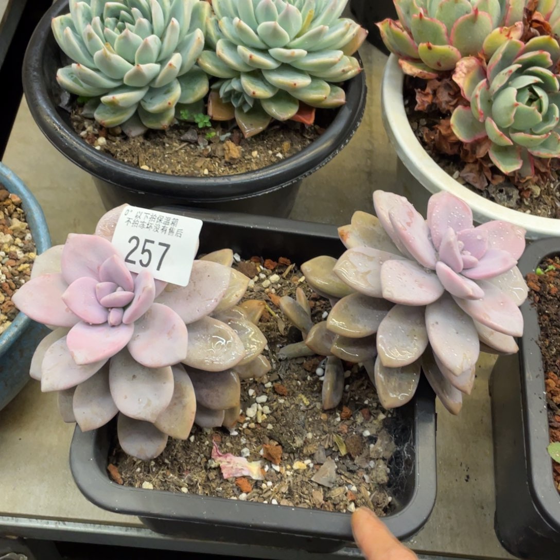 黑大帅多肉257桃爽