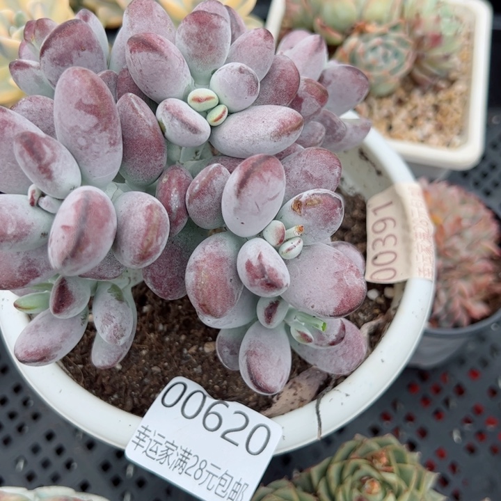 幸运的是我的朋友