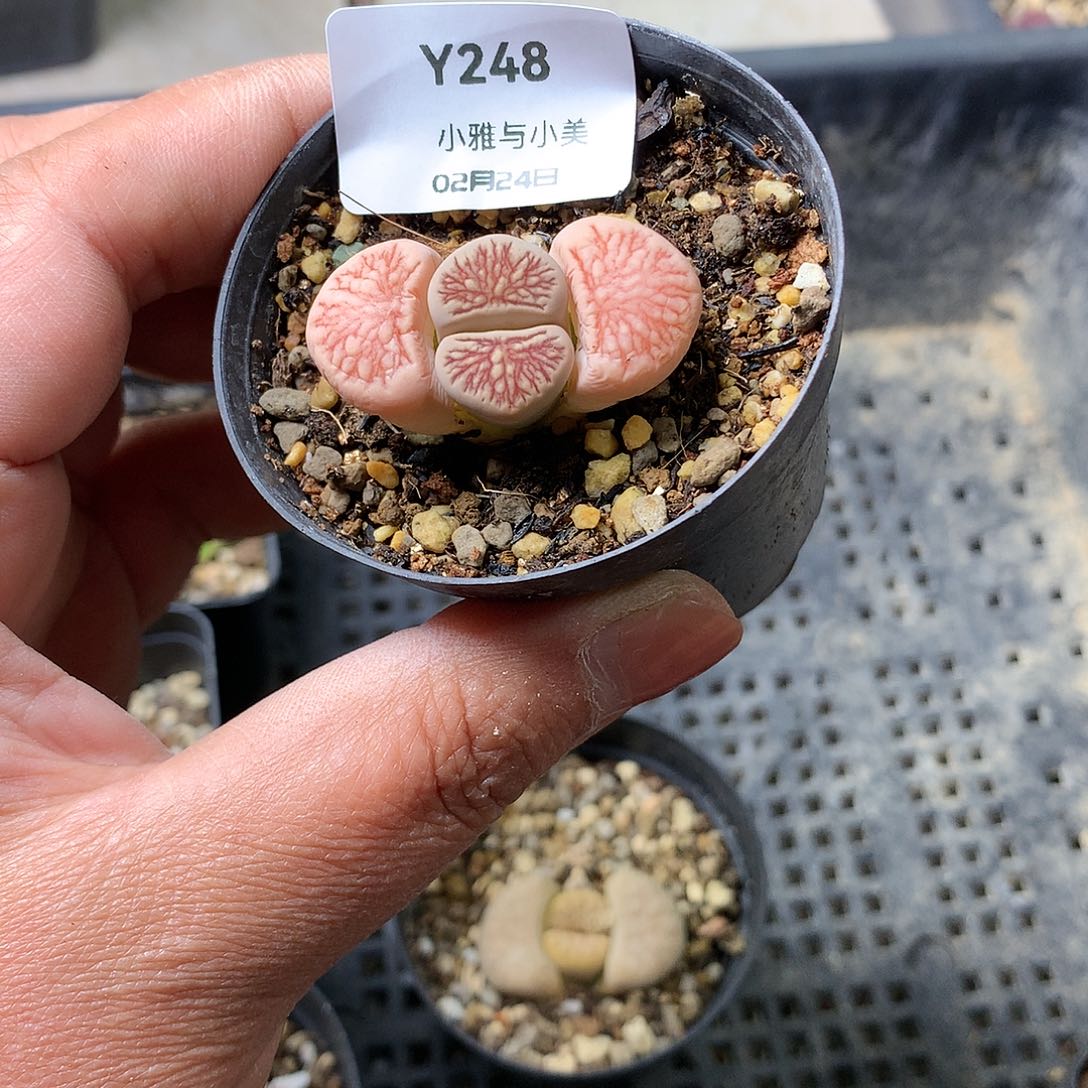 Y248多肉植物保护研究所