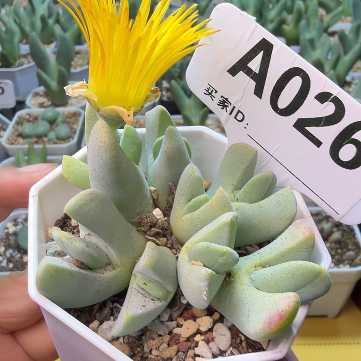 026。满38包邮肉锥