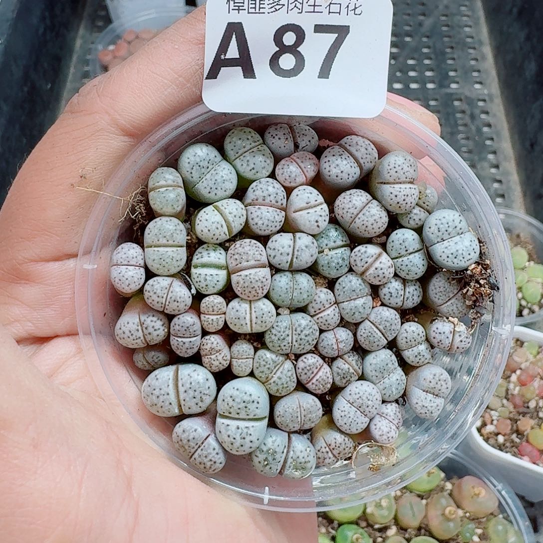 87多肉植物多肉植物