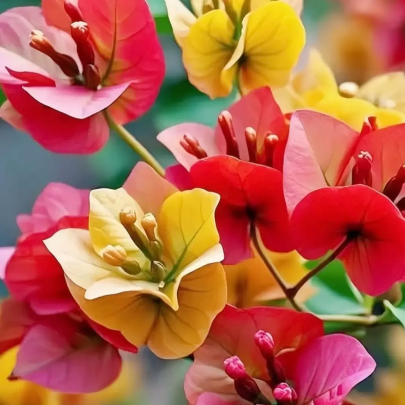 新品种进口【胭脂双色】三角梅盆栽树苗爬藤阳台三角梅花苗四季开花