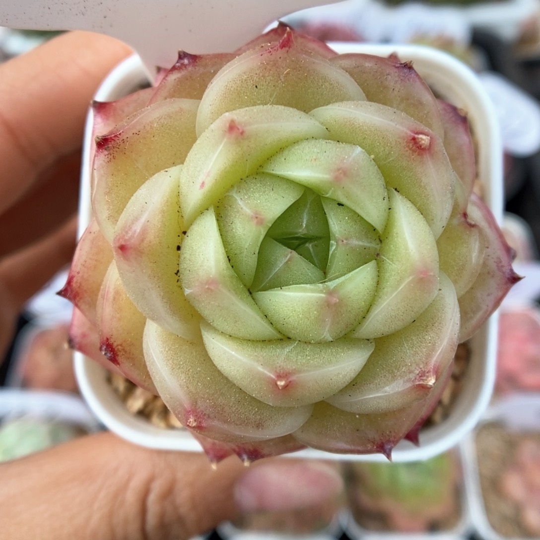 蜜蜡麦杆可拍1217号。