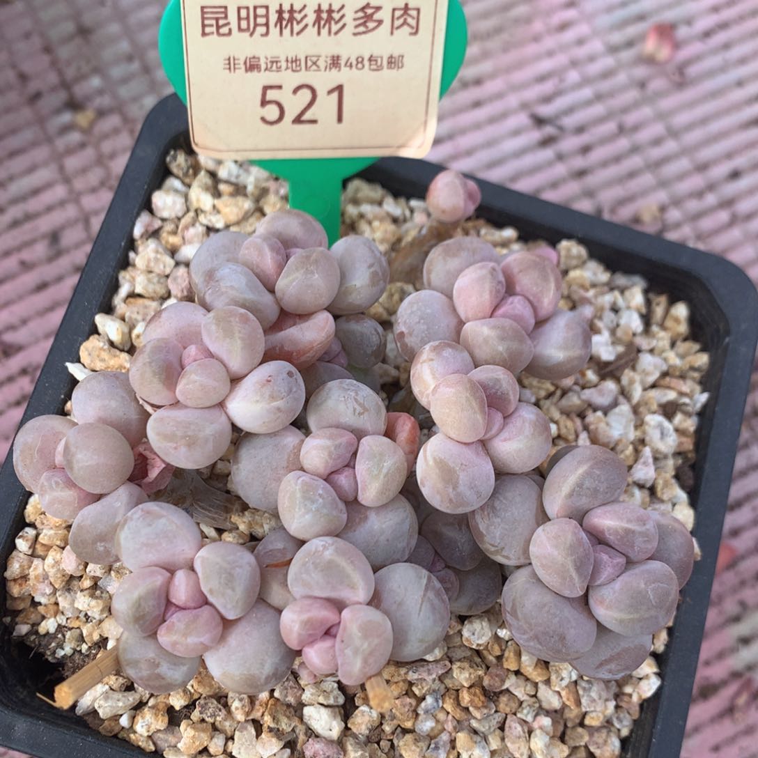 丸叶香玉矮桩平头521