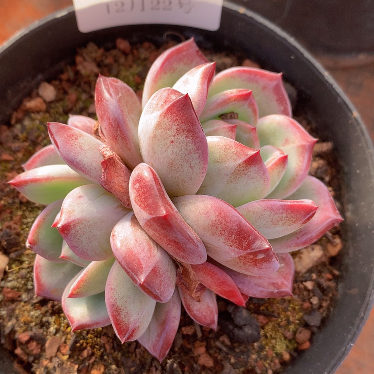 【闪购商品】云92号