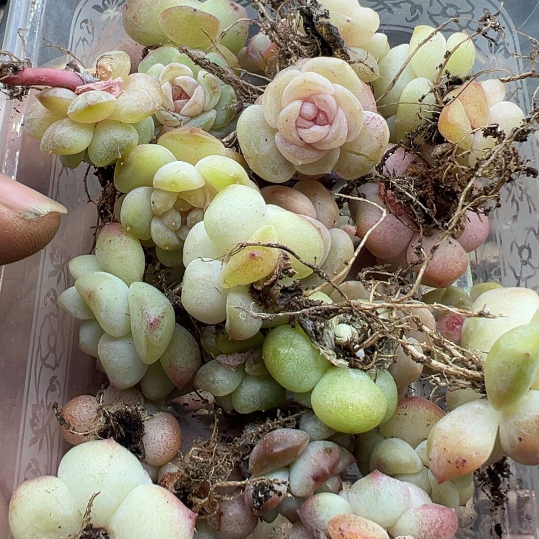 *****糖心多肉一物一拍32