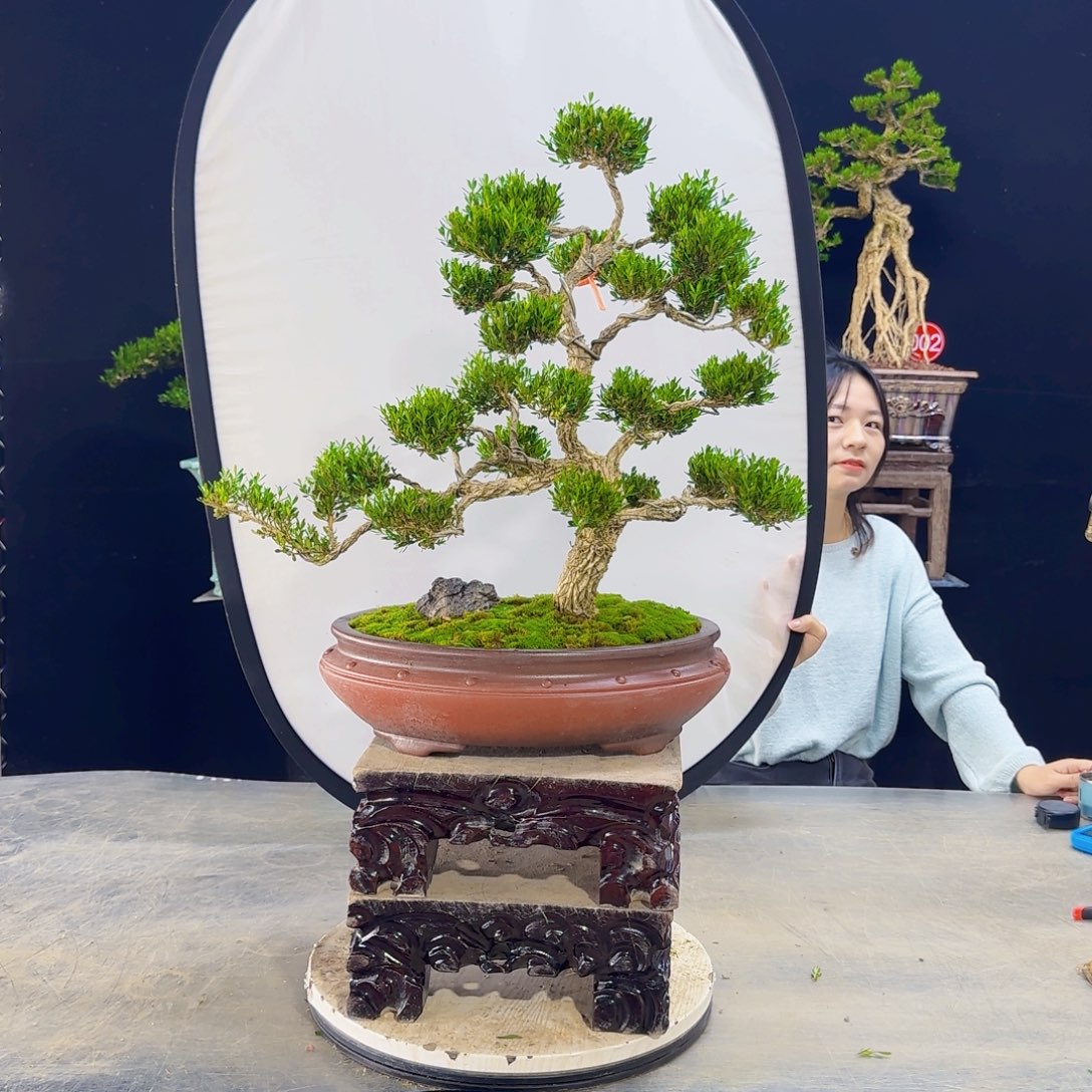 高端盆景艺术作品