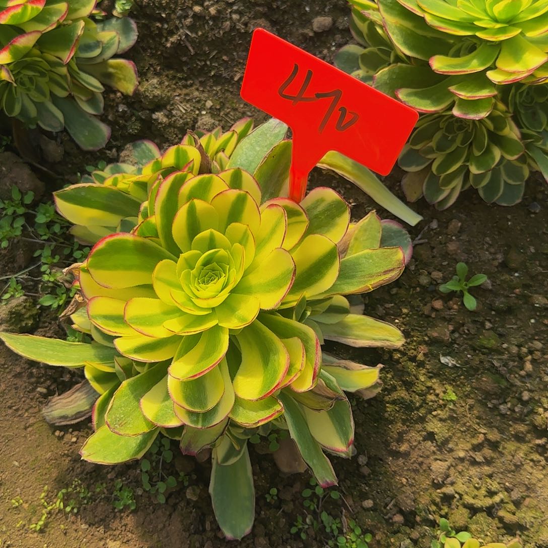 晓*410奶白寄养哦哦