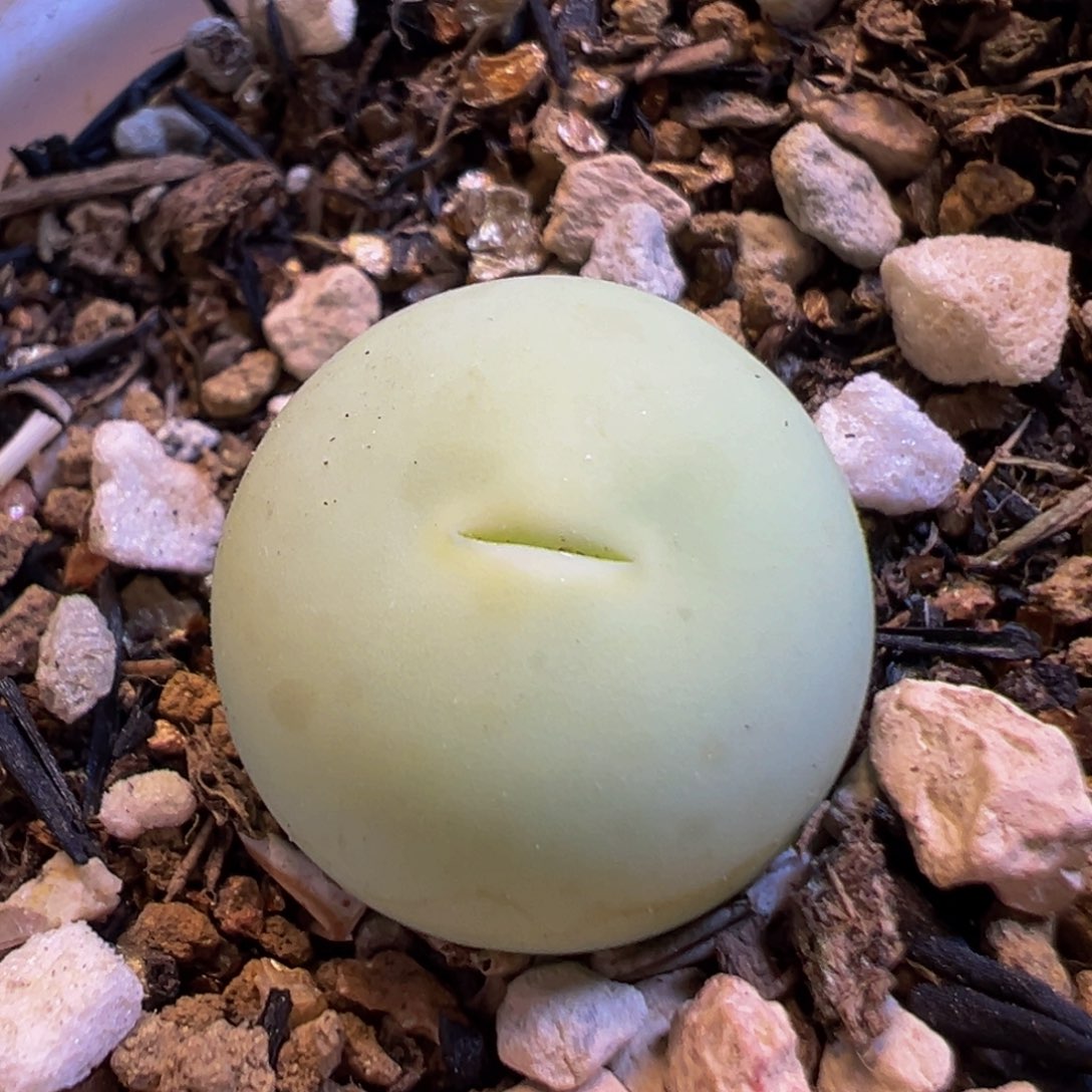 39多肉植物百科鸽子蛋