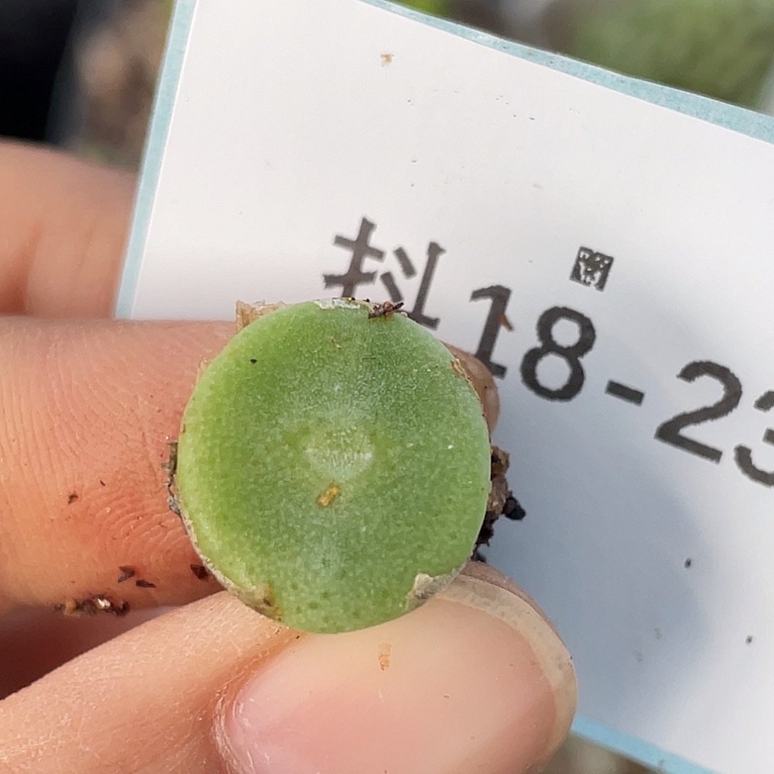 18-23毛钮扣多肉植物