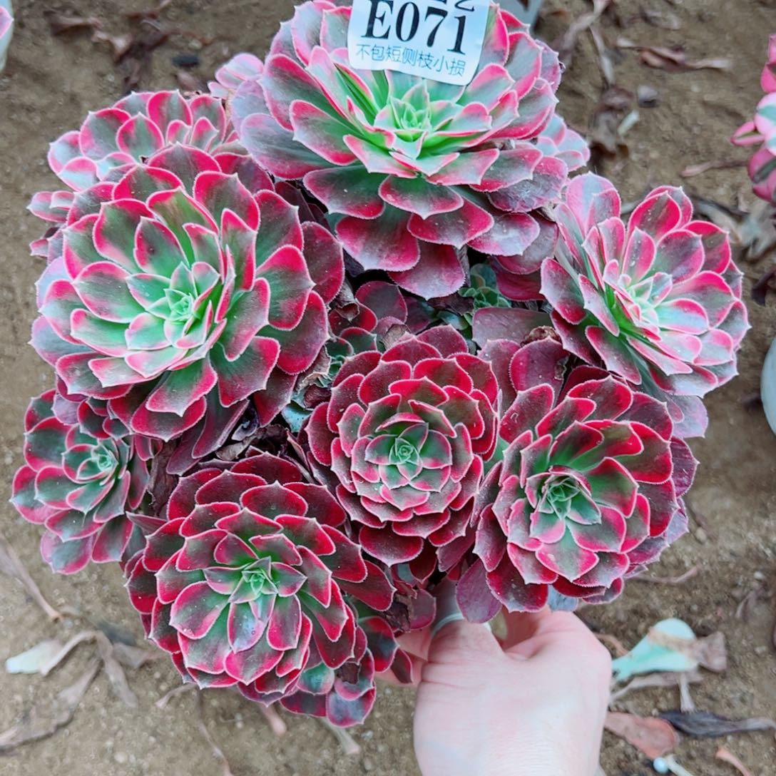 071安娜尺寸20左右