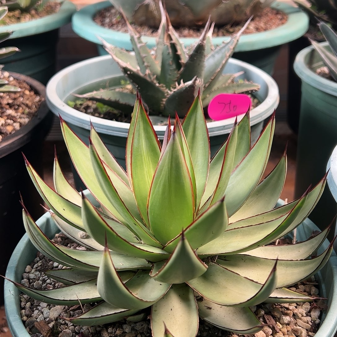 无花朵多肉植物罗曼尼龙舌兰