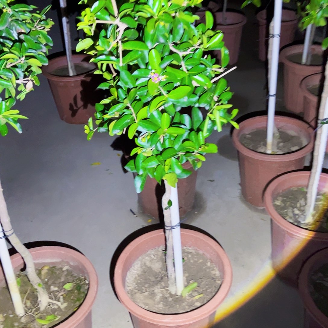 帅***批无花朵36799974324799999999