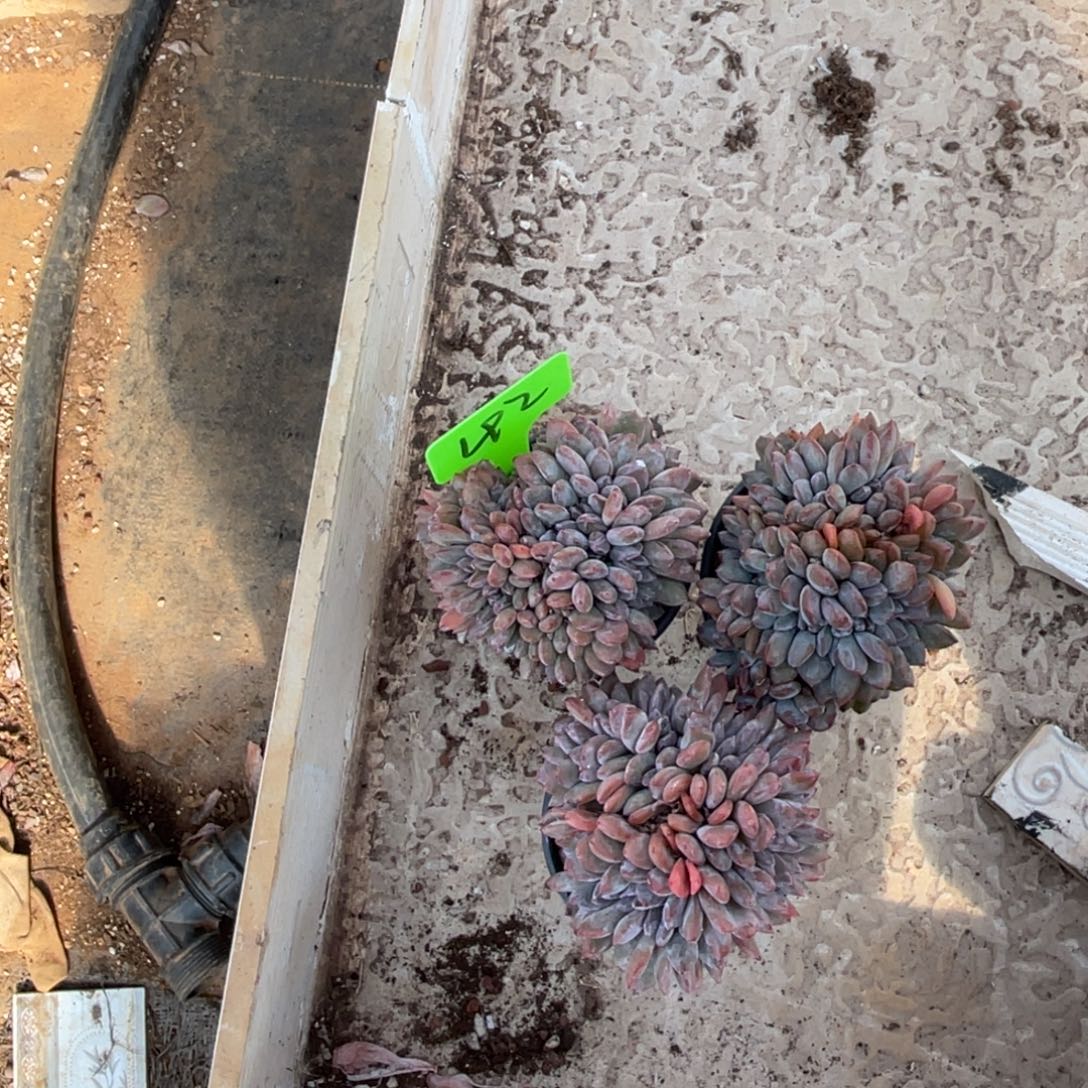 *****星影缀星影缀3棵42号