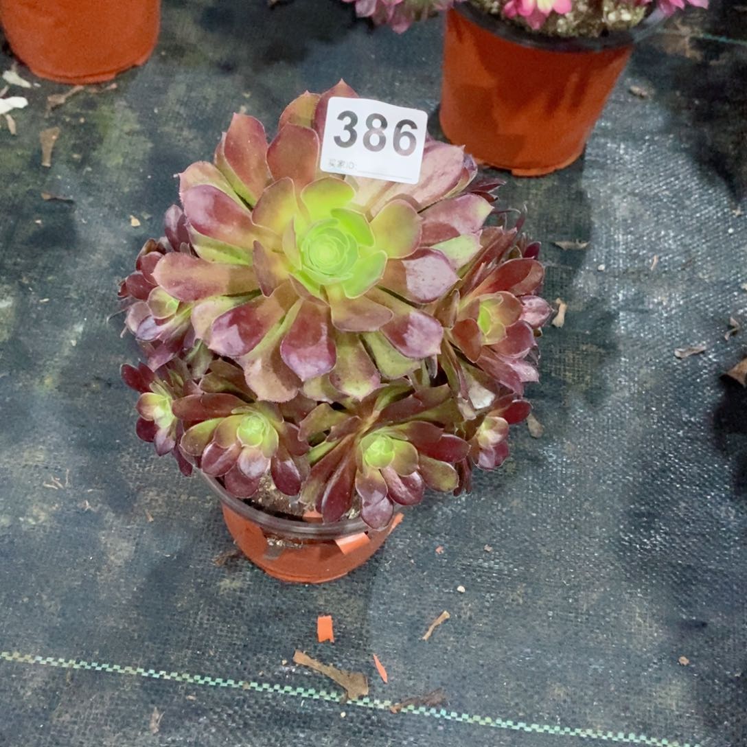 芳*荷兰玫瑰386多肉法师1111