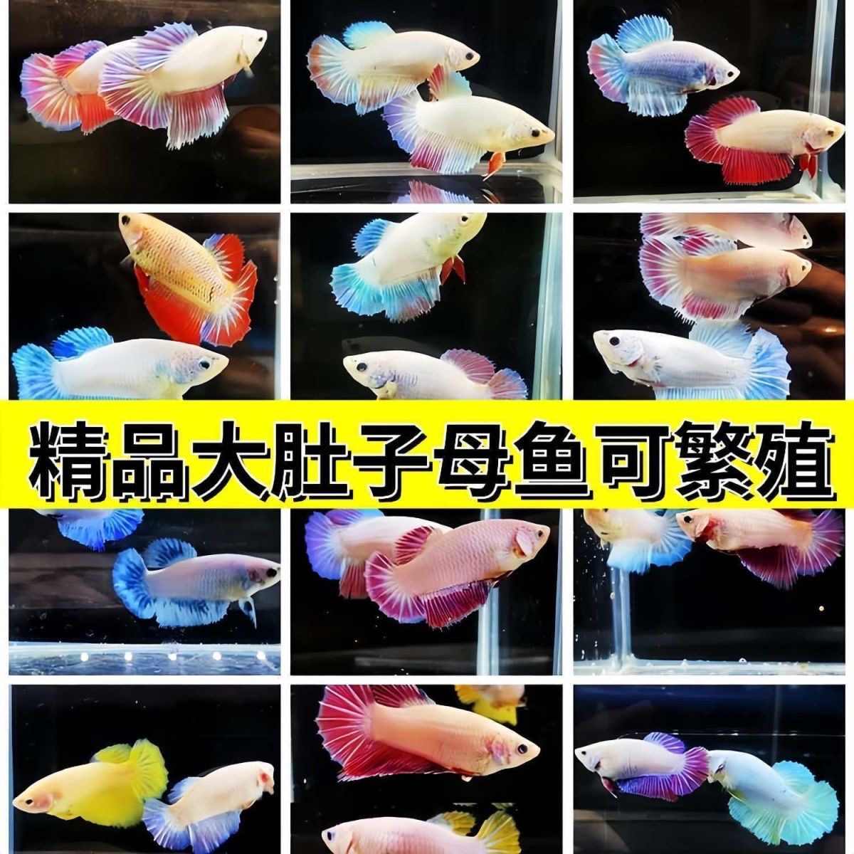 【斗公子专属】泰国精品斗鱼 浅色爆卵母鱼 可繁殖可群养 好养耐活 