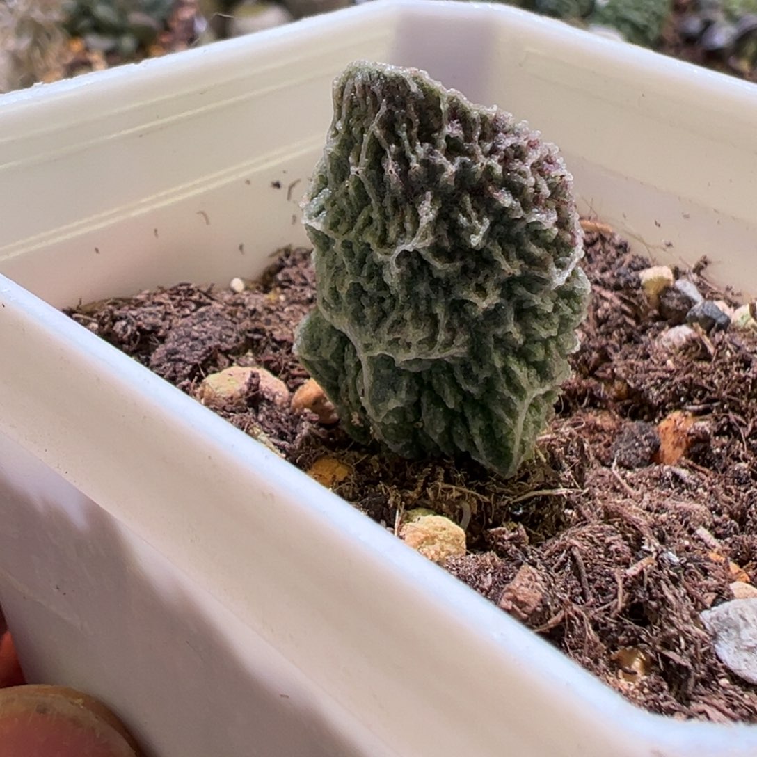 闪电纹的叶插苗多肉植物水泡