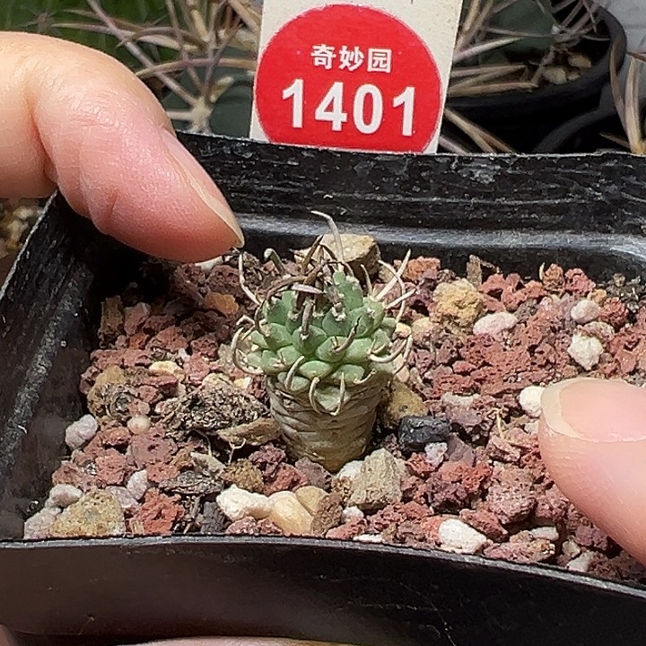 实生碳刺升龙丸娇丽