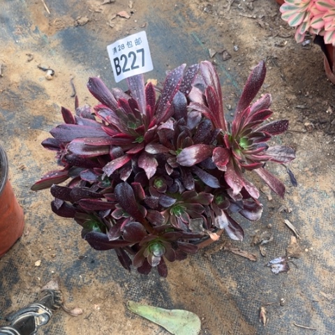 227赤霞飞不包断枝