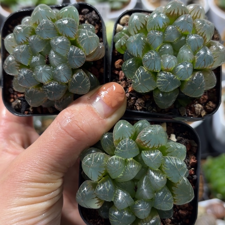 三颗小叶冰灯多肉植物