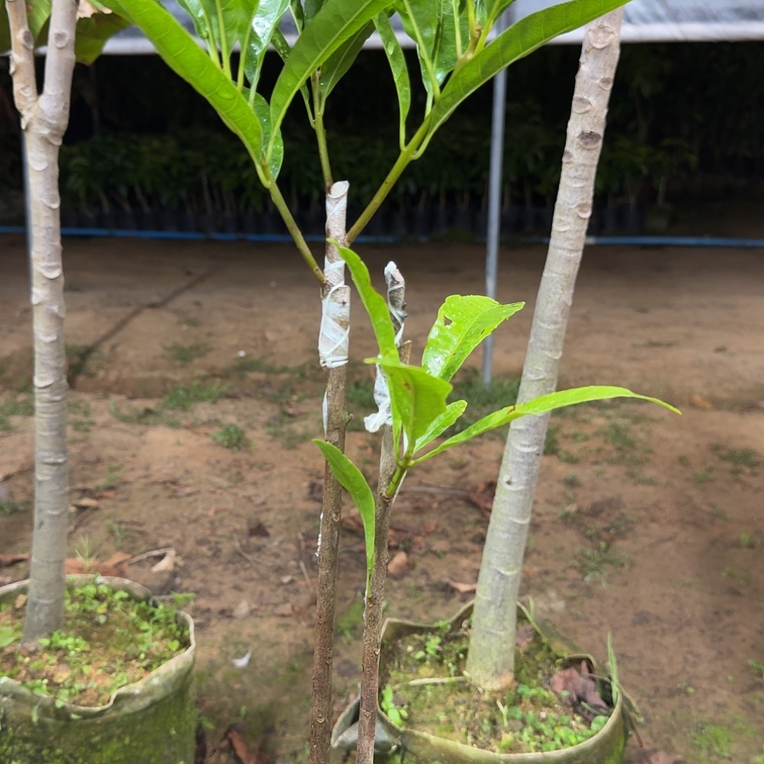 李***。当前无花栽培后可以开花Al