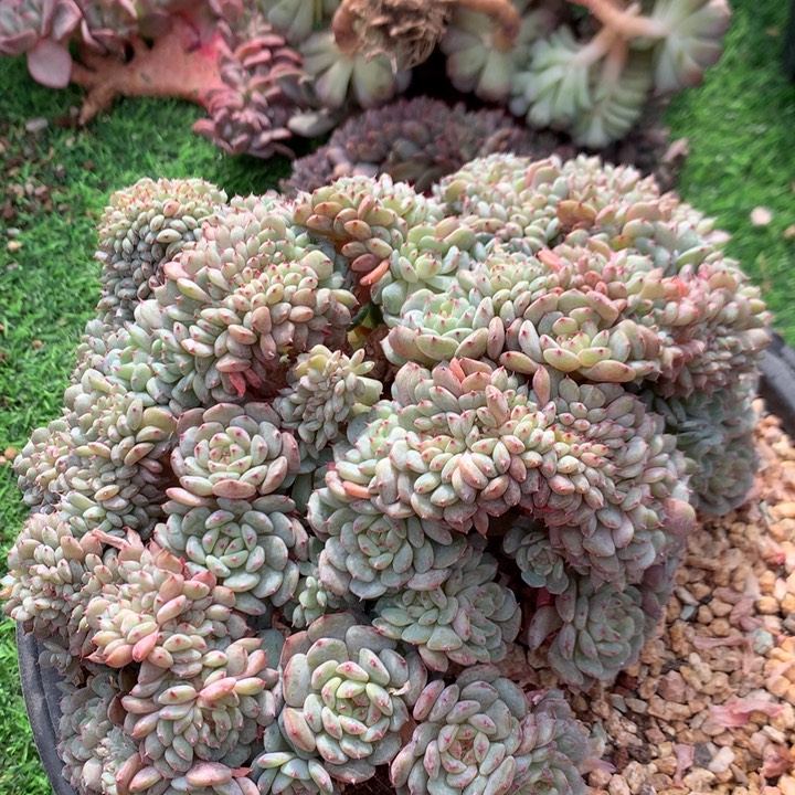 多肉植物白胖子缀化