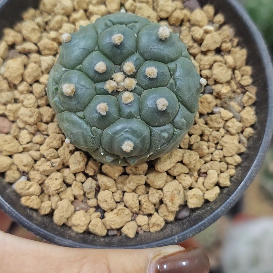 实生根龟甲兜仙人球