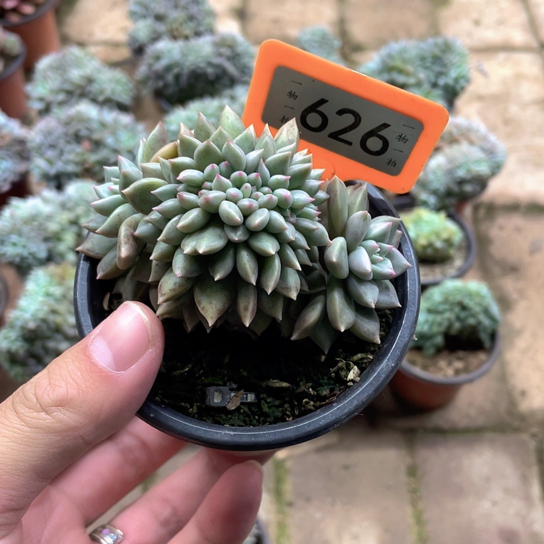 静***阳626号多肉植物盆栽