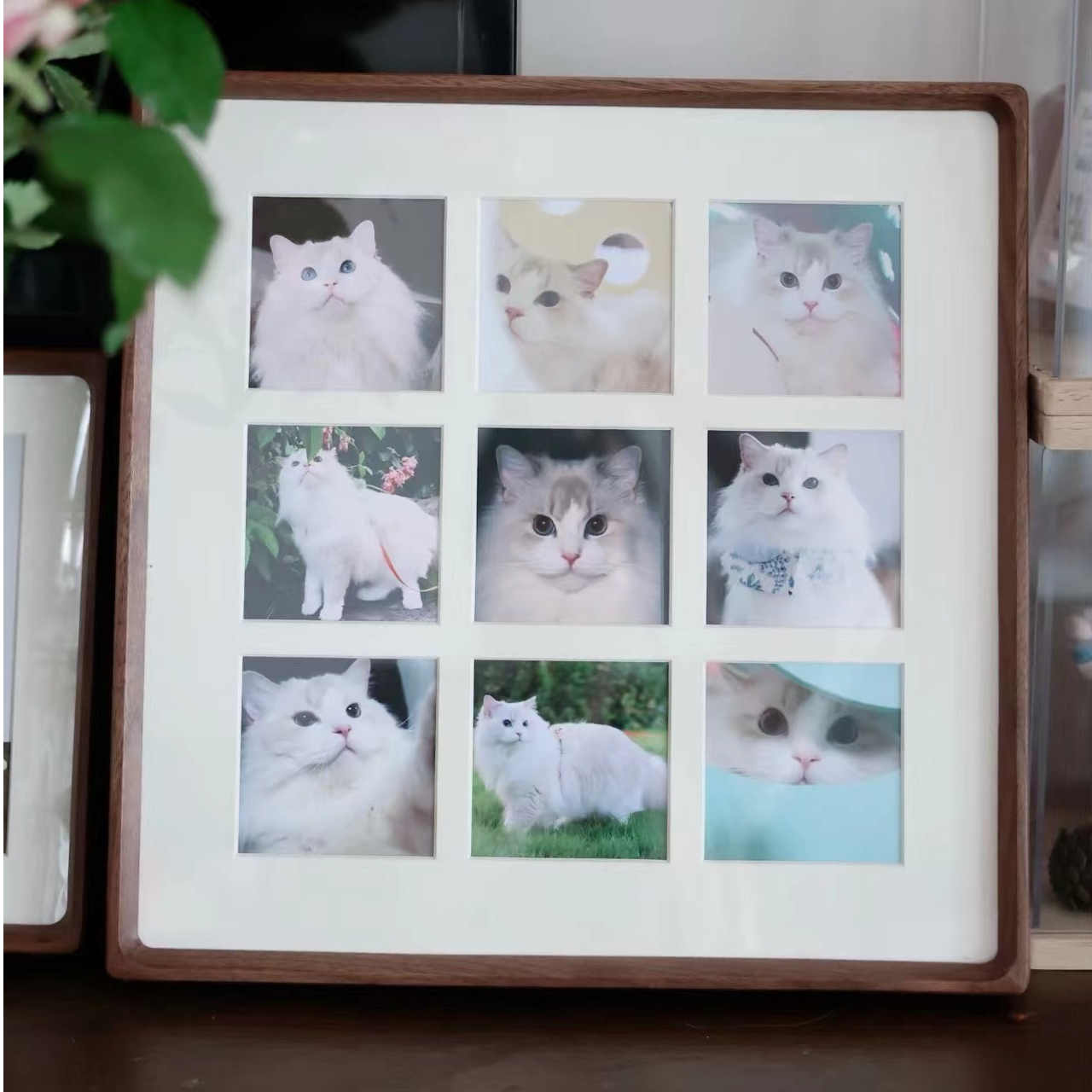 宠遇宠物相册活体（一物一拍）