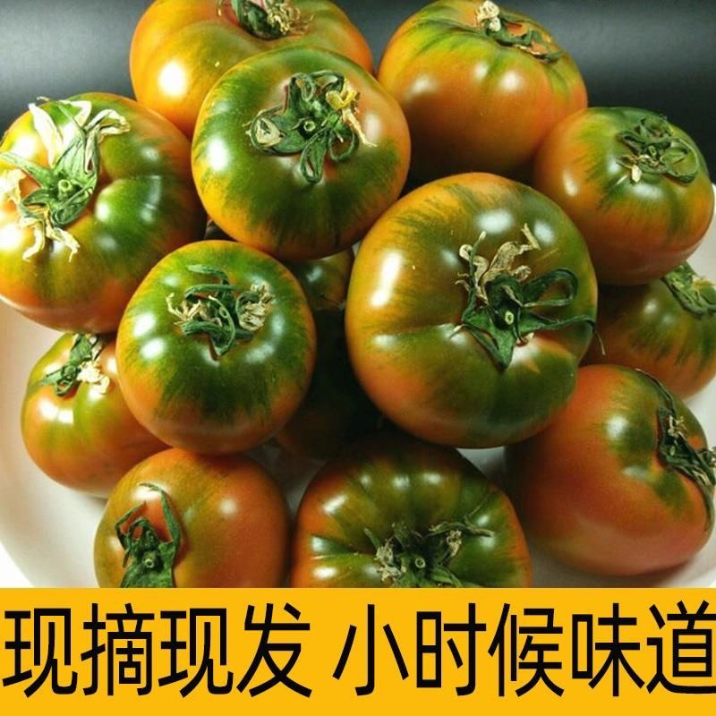 【六哥专属】新鲜铁皮西红柿自然熟多籽可生吃水果