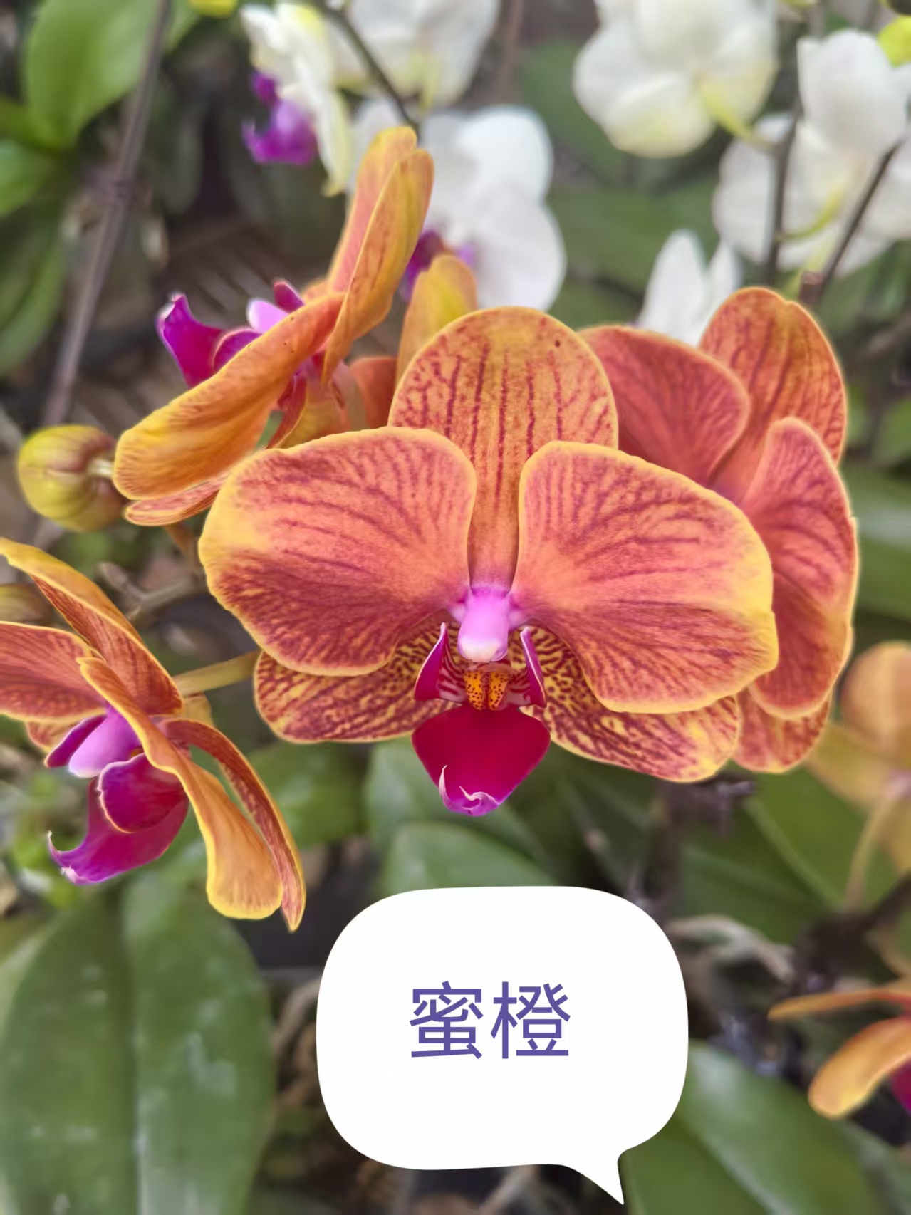 超群  精品蝴蝶兰新鲜直供品质优良