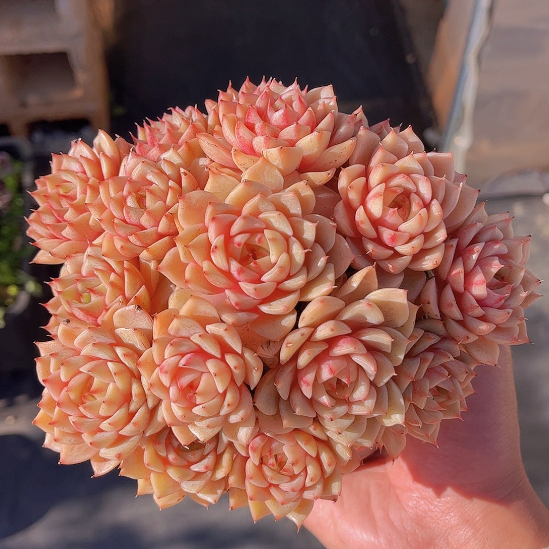 极品糖心苯巴多肉