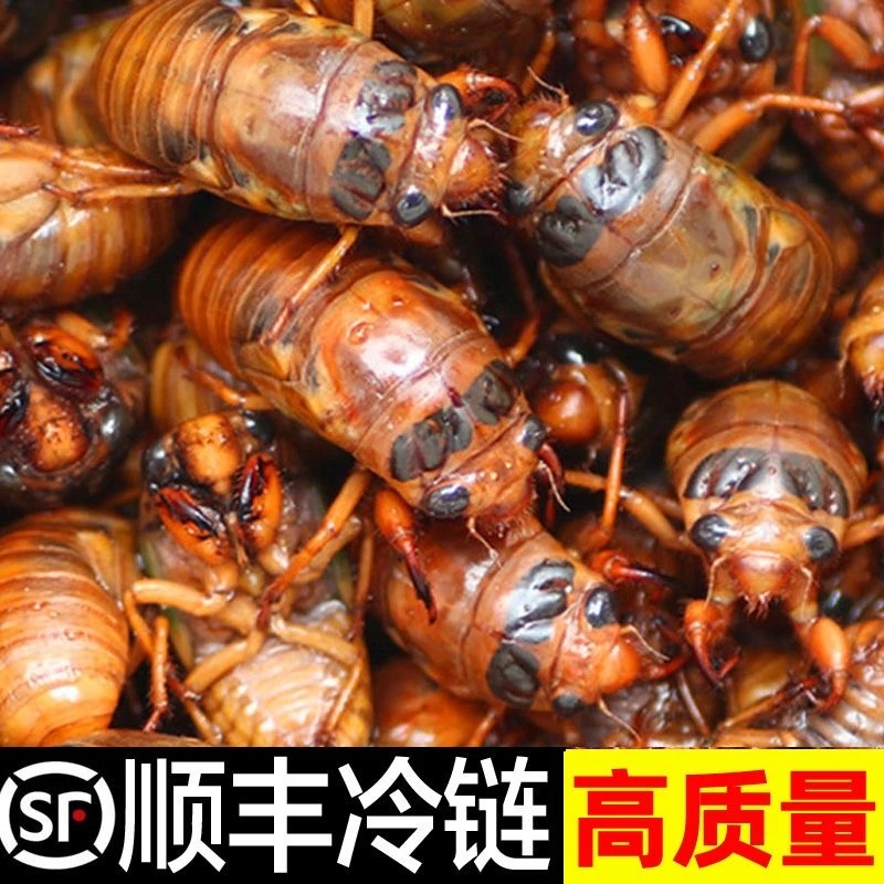 【顺丰冷链发货】2025年新金蝉新鲜当季知了猴鲜活速冻发货爬叉