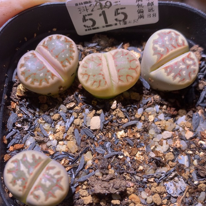 精品生石花220.515高特