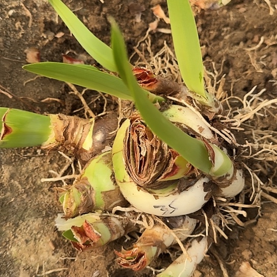 咩35号杂交多侧芽开花无售后开盲盒