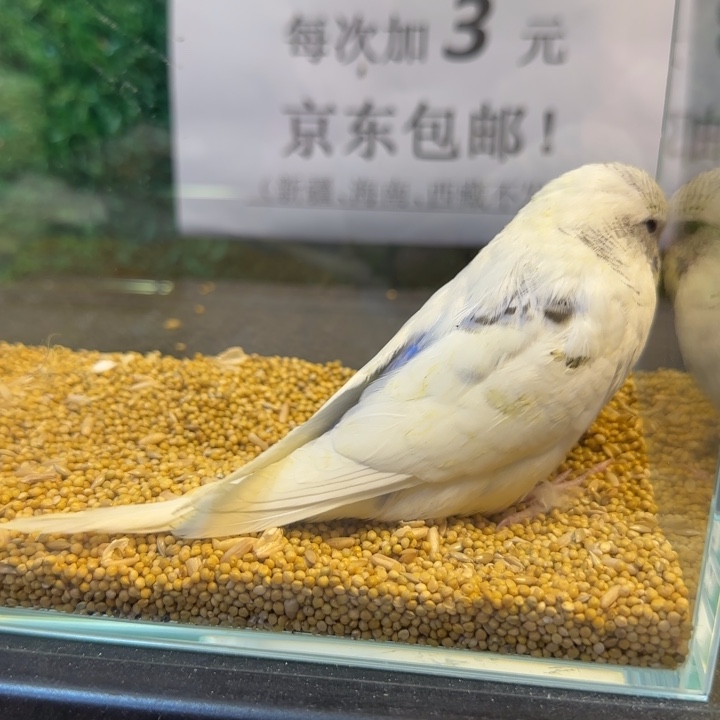 虎皮鹦鹉大头虎皮鹦鹉