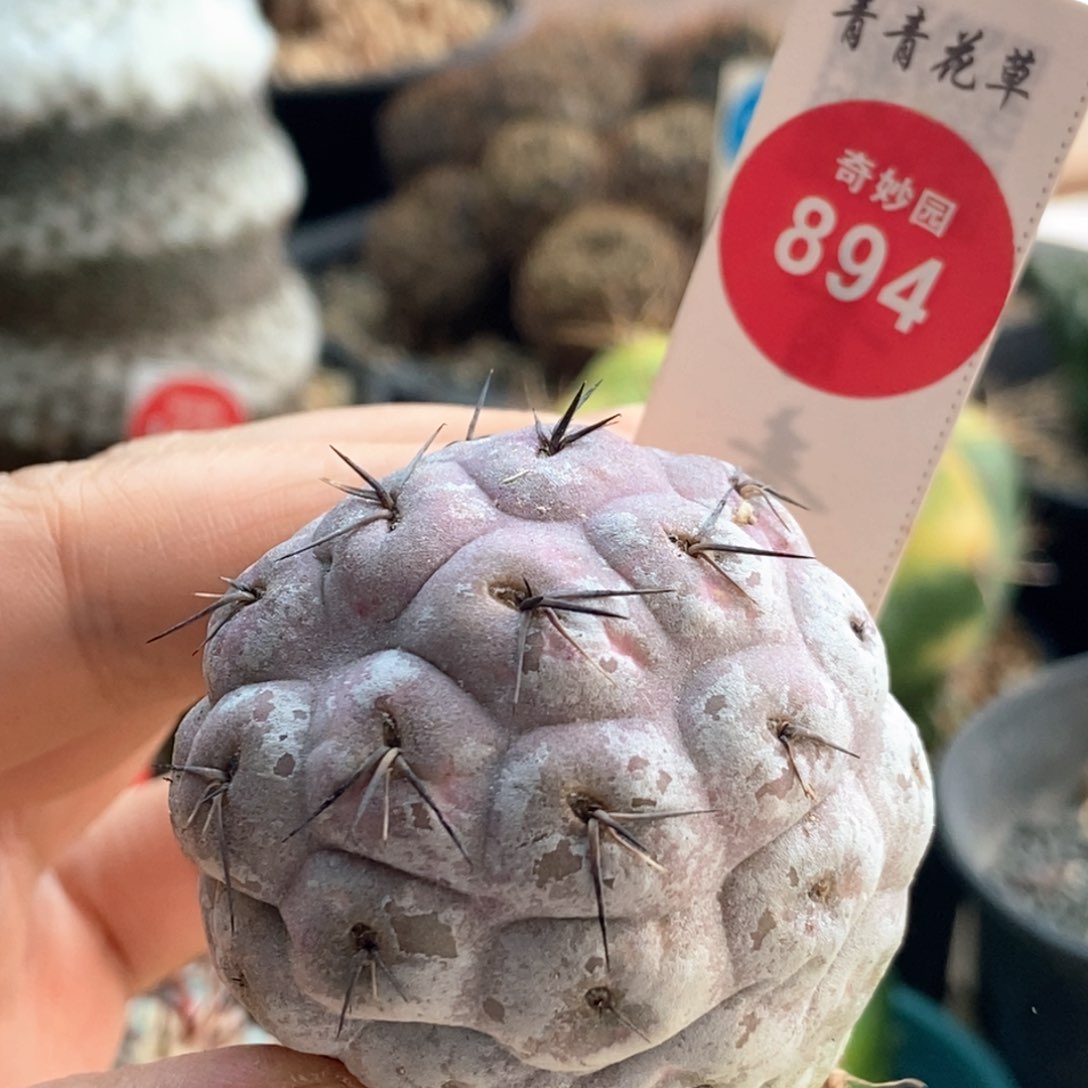 自根上腊海胆习志野4.4cm