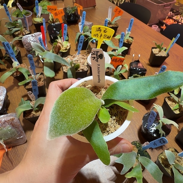 无花朵鹿野直播间竞拍anchor 