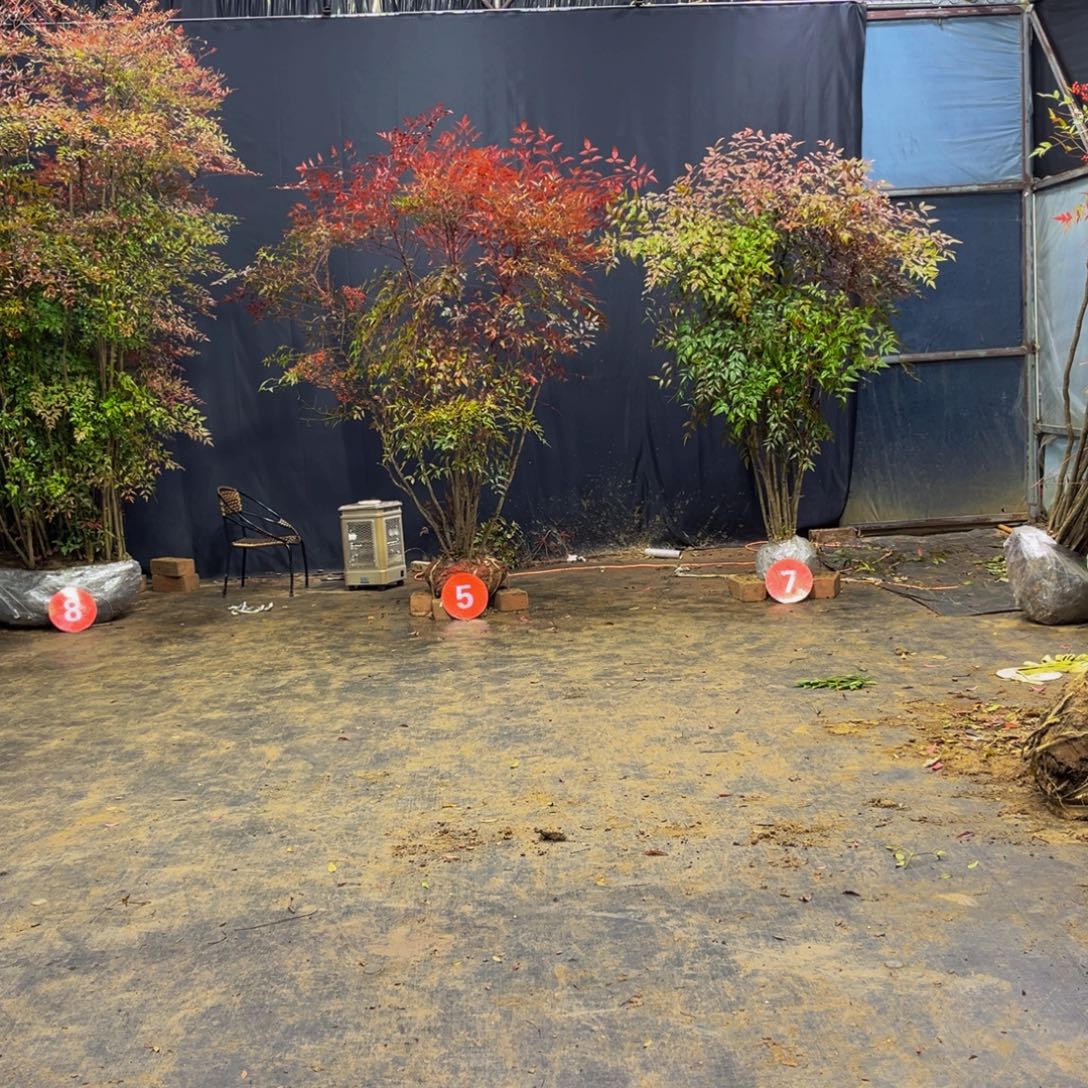 完全开放南天竹111111