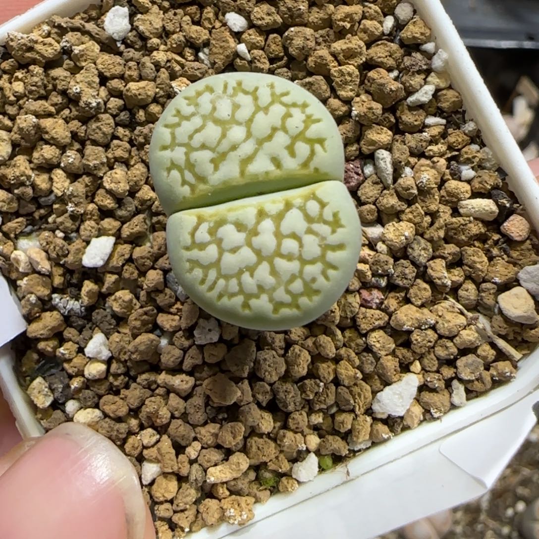 12.12。  绿网纹。  2013