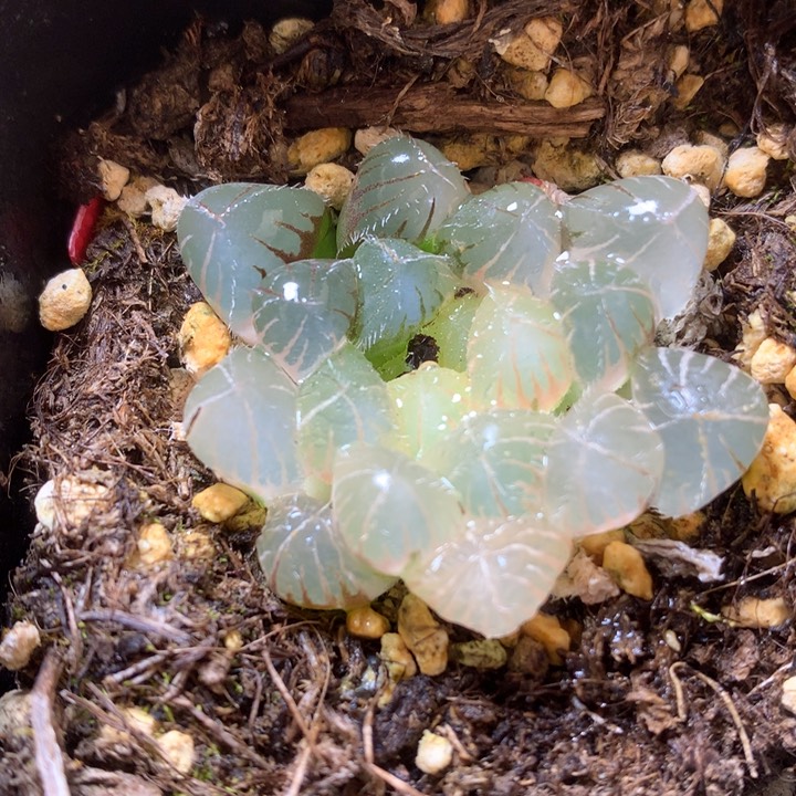 巨大赤线玉露锦带盆土