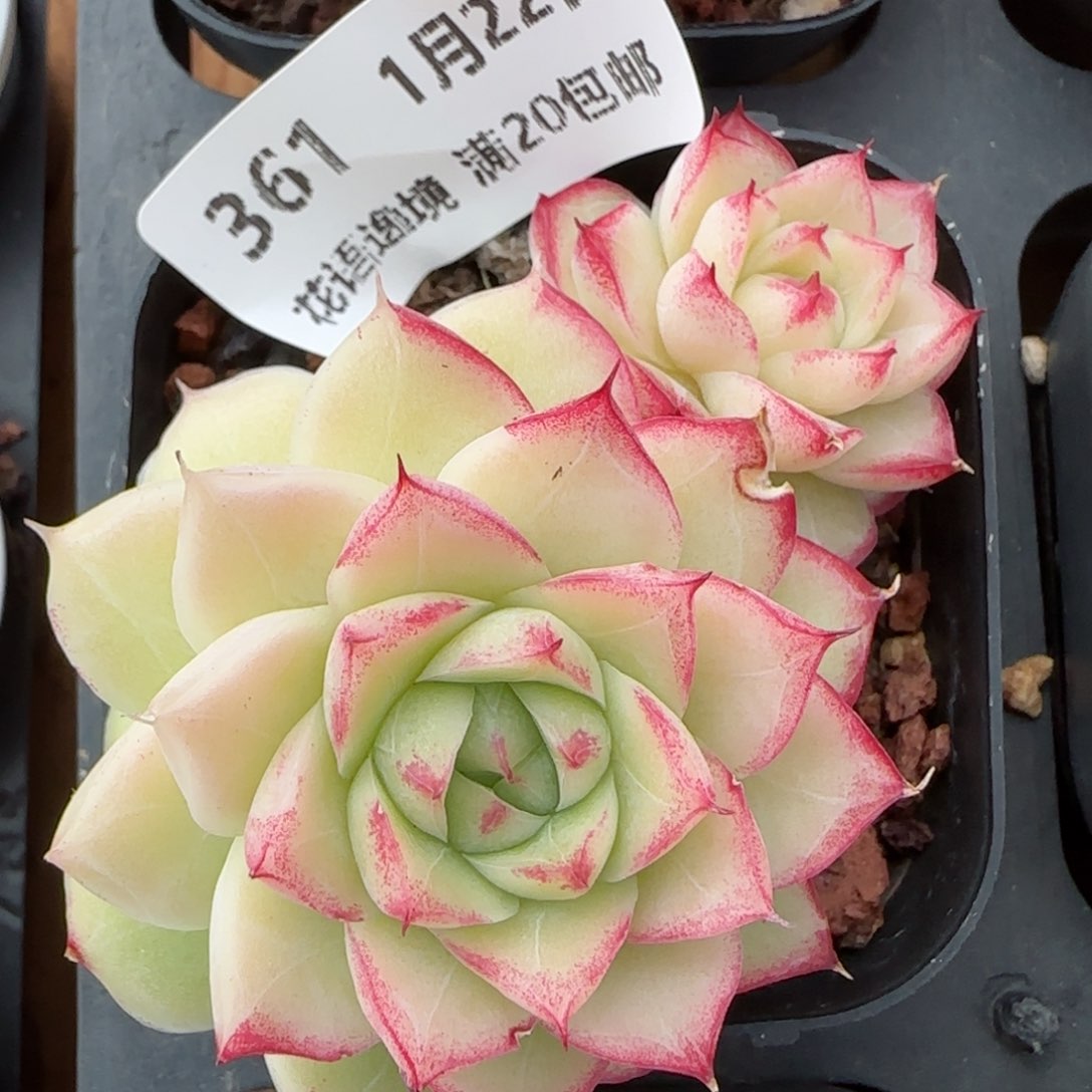 花语逸境0122-361