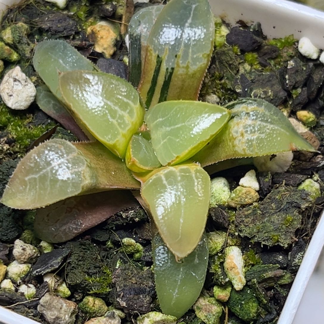 十二卷多肉植物0314冰河寿