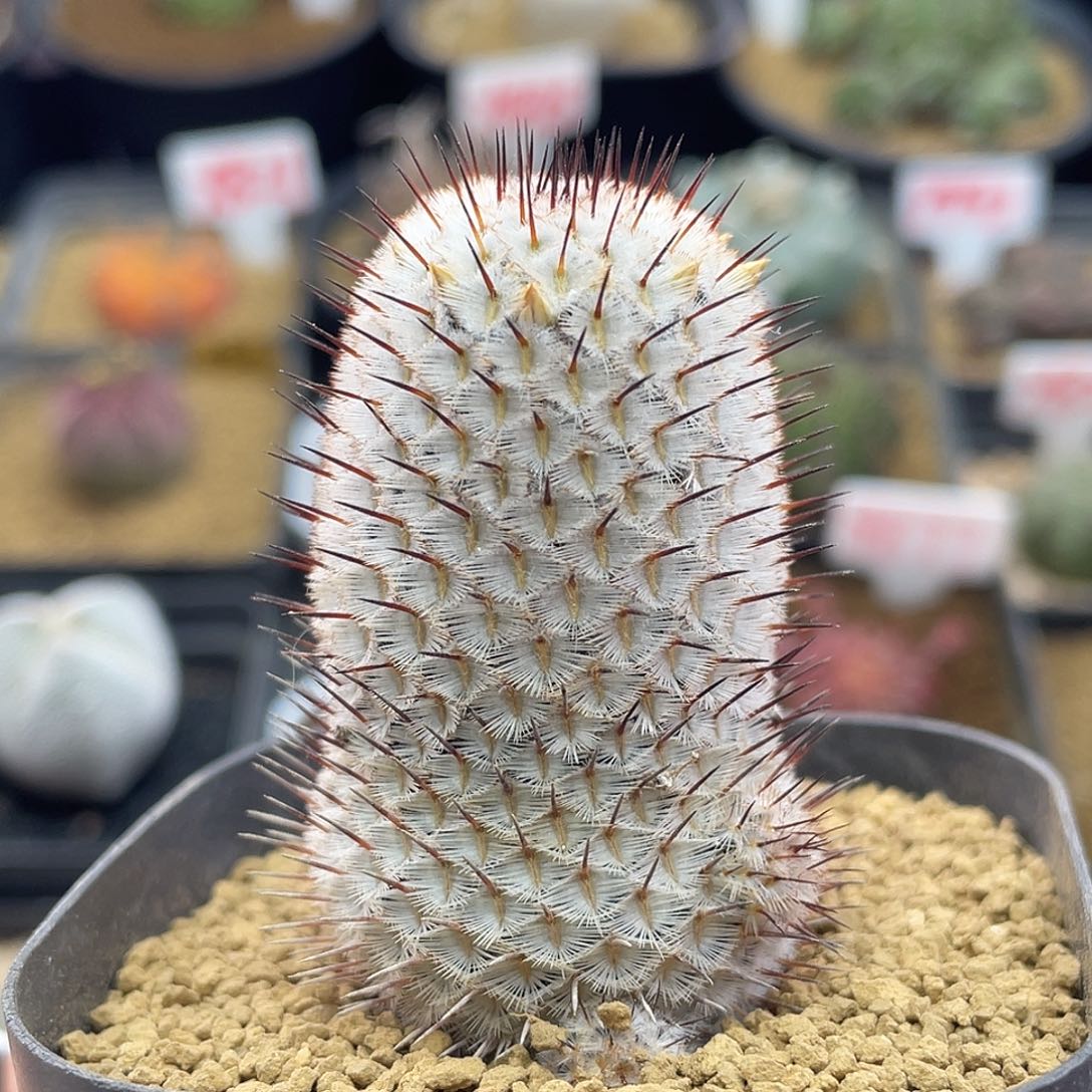 实生直刺佩雷仙人球多肉