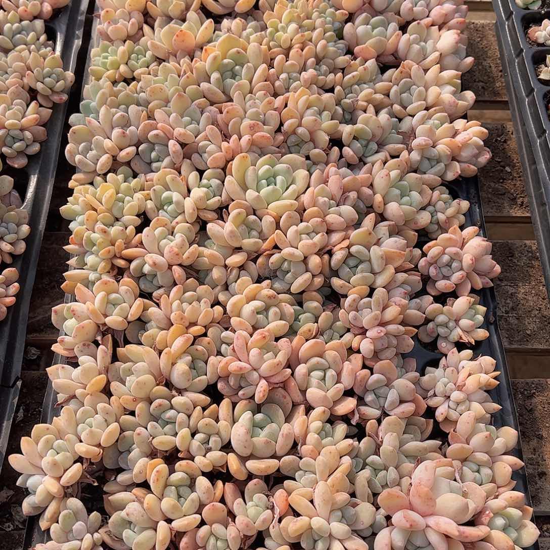 直播福利一物一拍30