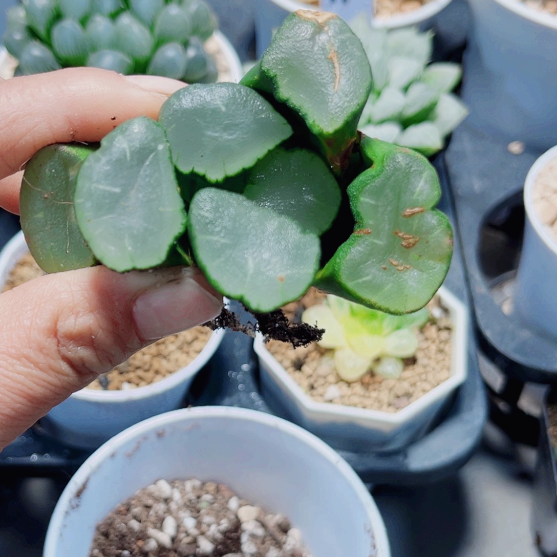 种***盆漂亮万象多肉植物6666