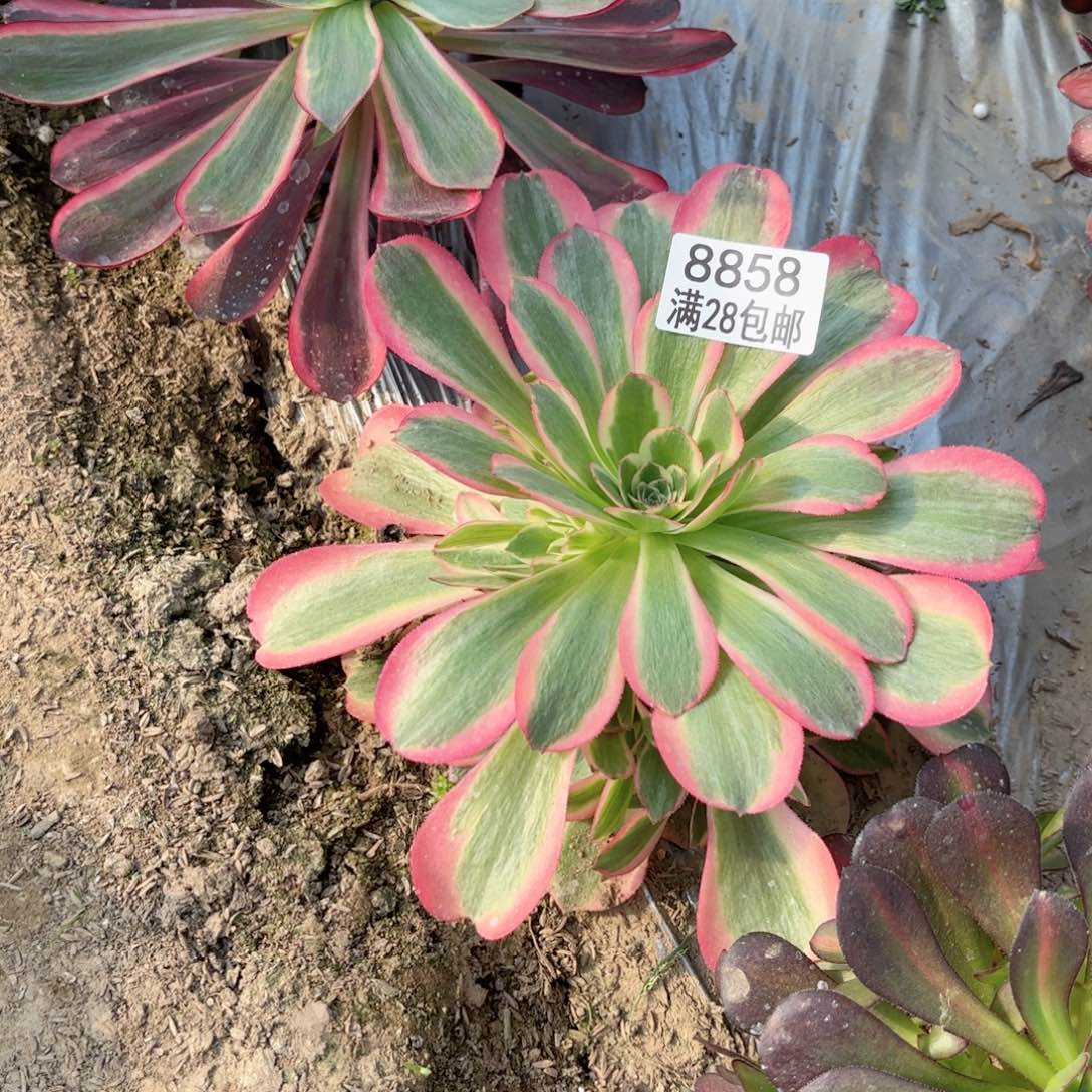 B. 8858女郎多肉