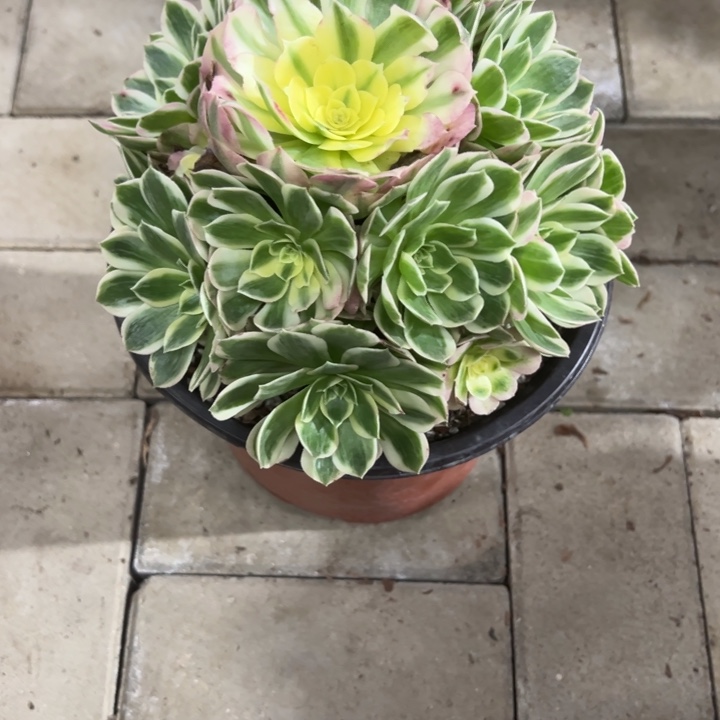 海鲜多肉植物花花